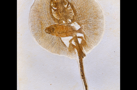 Raie fossile (Cyclobatis, Hakel, Liban)